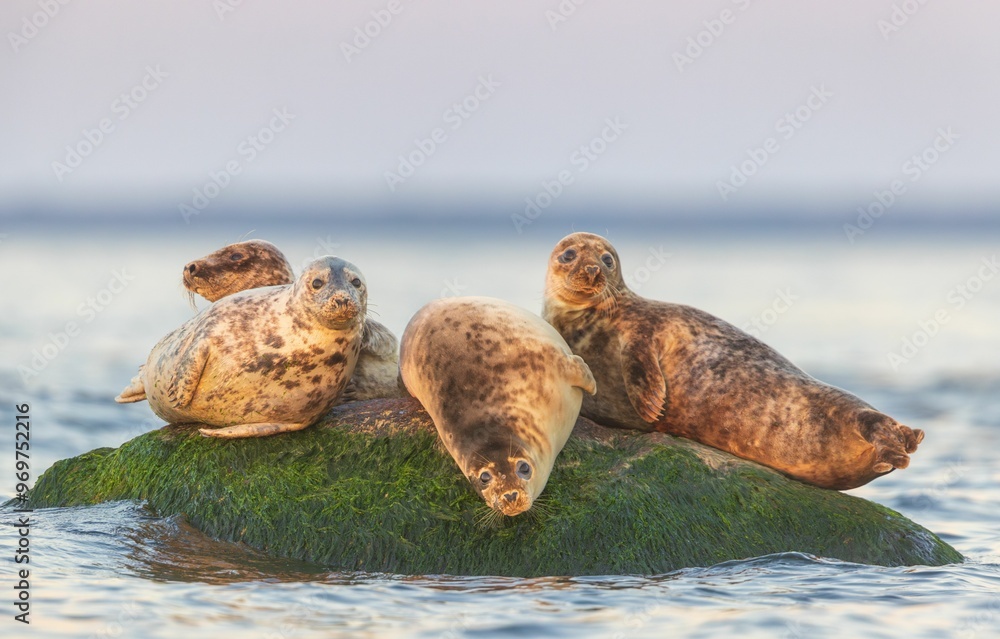 Seals resting on a moss-covered rock in the ocean. Seals resting on a moss-covered rock in the ocean.