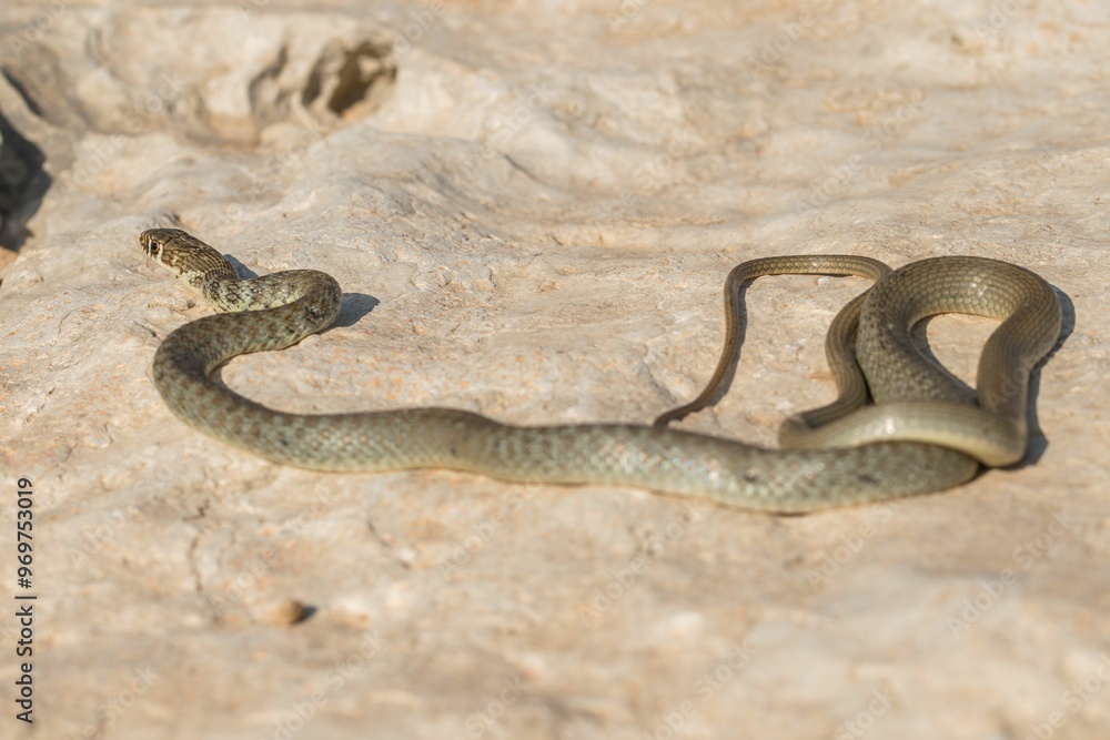 A juvenile Western whip snake (Coluber viridiflavus carbonarius) baskinin the island of Malta. A juvenile Western whip snake (Coluber viridiflavus carbonarius) baskinin the island of Malta.
