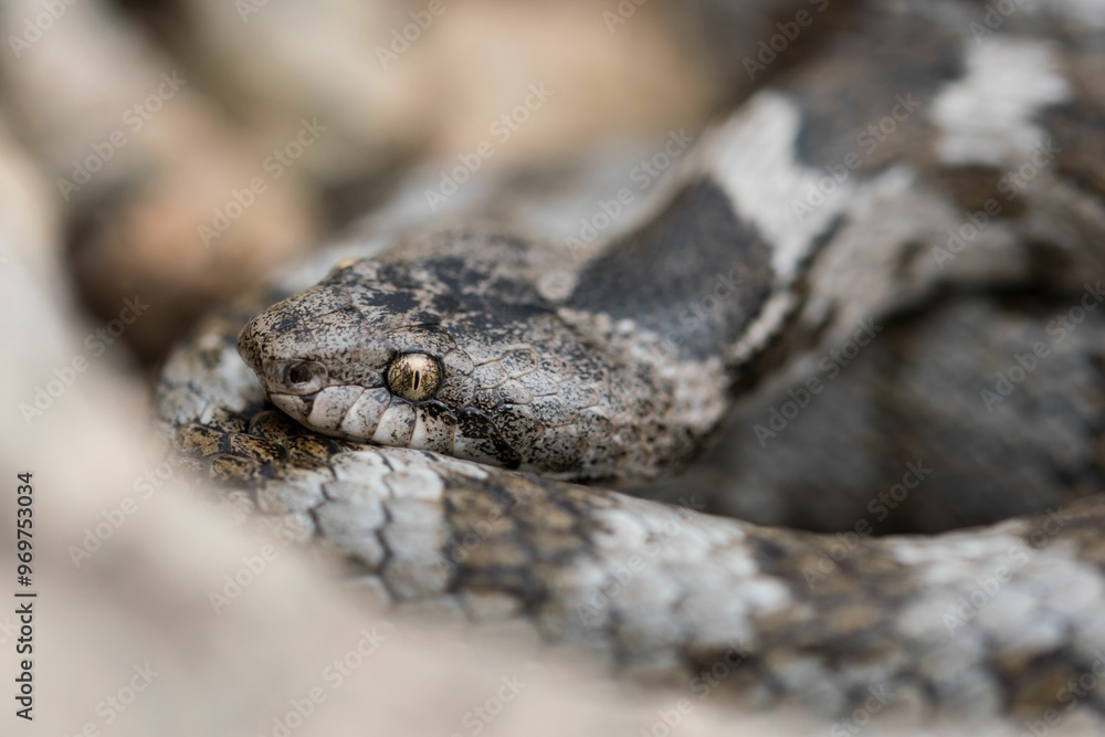 A detail shot of European Cat snake (Telescopus fallax) or Soosan Snake, on the island of Malta. A detail shot of European Cat snake (Telescopus fallax) or Soosan Snake, on the island of Malta.
