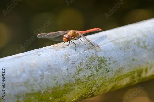 Canvas Print Close-up of a vagrant darter perched on a pipe with a blurred background