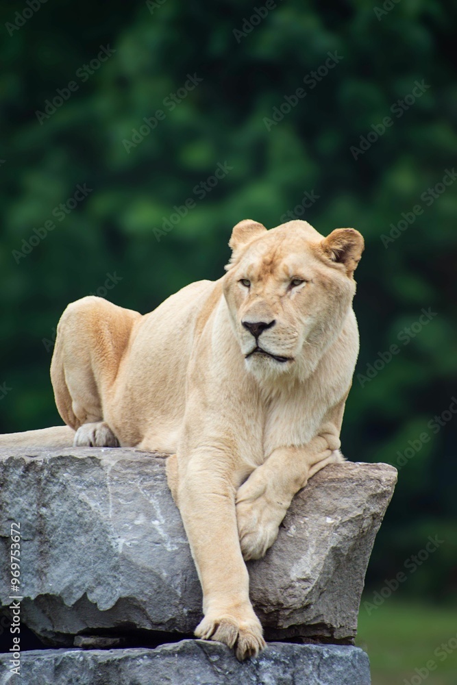 Majestic lioness resting on a rock with a lush green background Majestic lioness resting on a rock with a lush green background