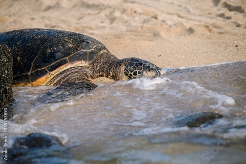 Sea turtle resting on sandy shore with gentle waves