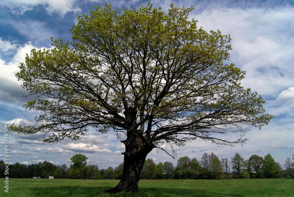 Clear sunny day in the field. A large tree in the middle of a clear day. Beautiful nature and clouds in the sky. Screensaver picture.
Clear sunny day in the field. A large tree in the middle of a clear day. Beautiful nature and clouds in the sky. Screensaver picture.