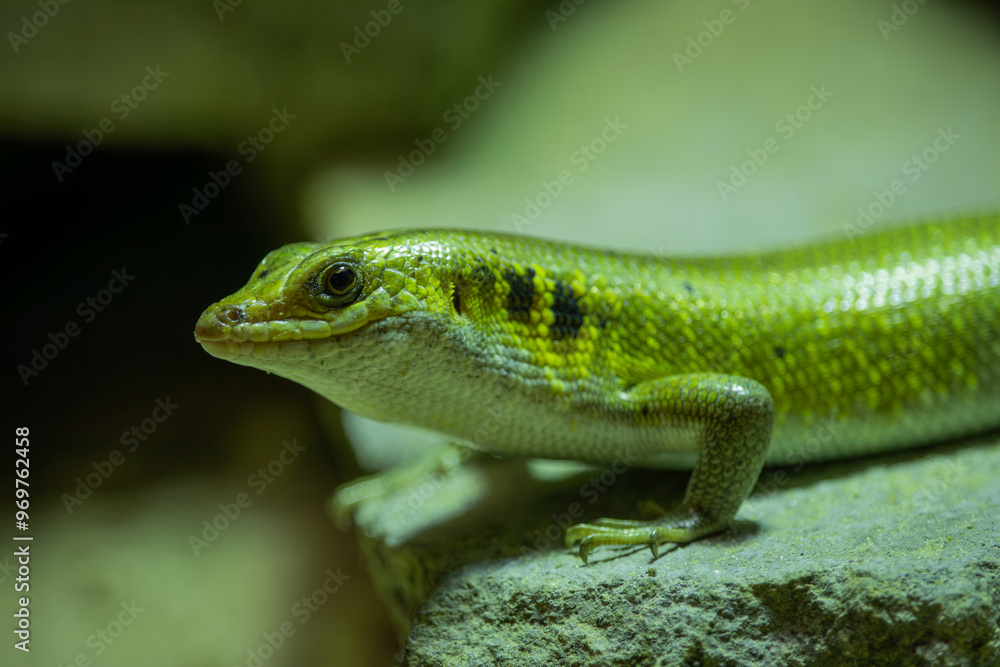 A close-up view of a green lizard (Trachylepis margaritifera) A close-up view of a green lizard (Trachylepis margaritifera)