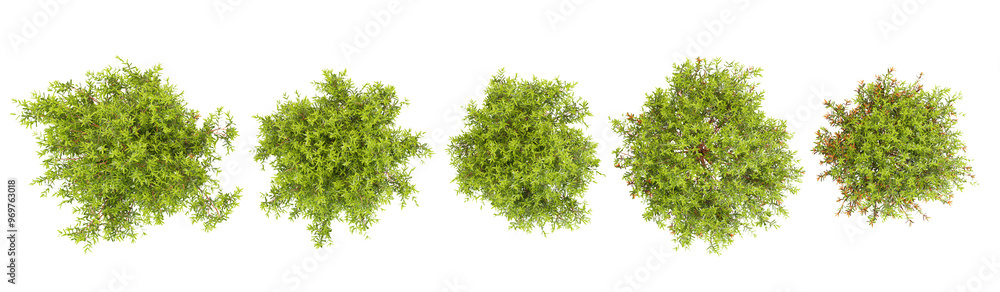 Fototapeta premium collection of teddy arborvitae trees beautiful isolated on white background from top view