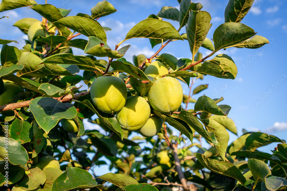 Persimmon crops ready to be harvested in the Valencian Community. Persimmon crops ready to be harvested in the Valencian Community.