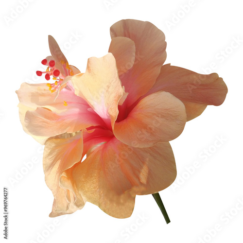 Wallpaper Mural hibiscus flower image Torontodigital.ca