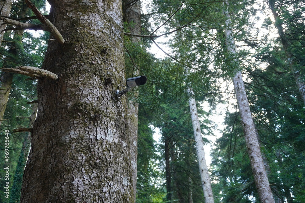 Fototapeta premium CCTV camera on a tree. Provides round-the-clock surveillance of what is happening in the forest, animal movements are tracked, environmental protection and order are ensured.