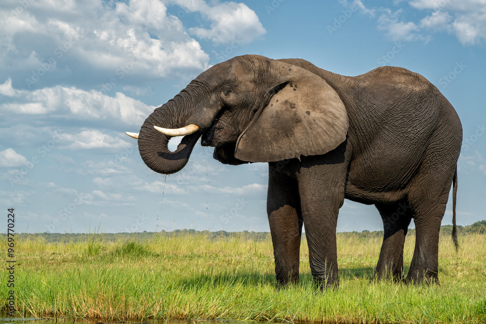 Obraz premium Close encounter with a bull elephant from a boat. African elephant searching for food and water at the Chobe River between Botswana and Namibia in the green season.