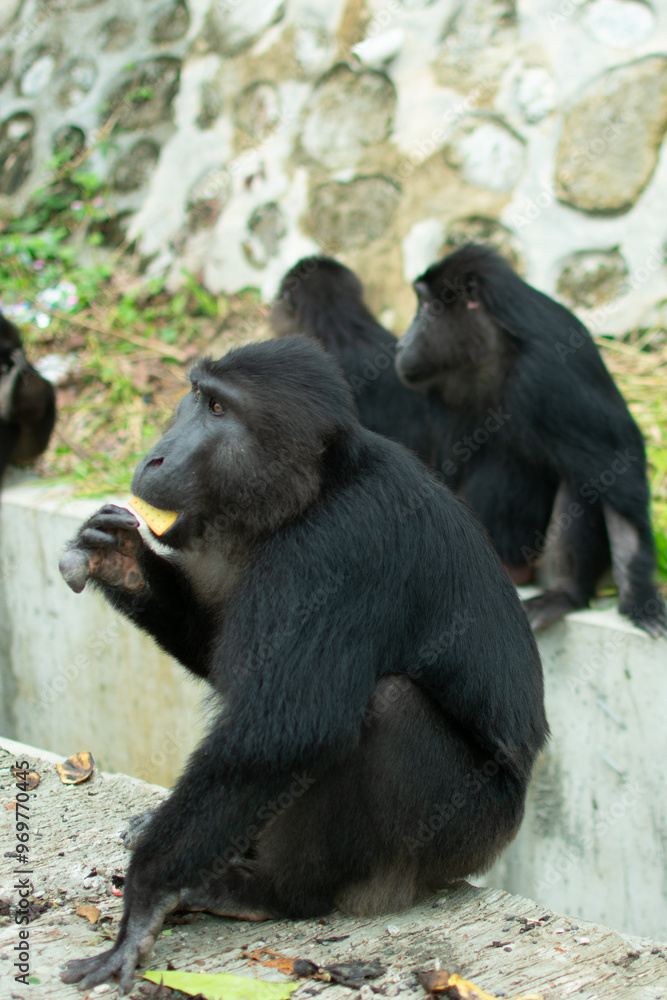 Tonkean macaque (Macaca tonkeana) is a species of primate in the family Cercopithecidae. It is endemic to central Sulawesi. Tonkean macaque (Macaca tonkeana) is a species of primate in the family Cercopithecidae. It is endemic to central Sulawesi.