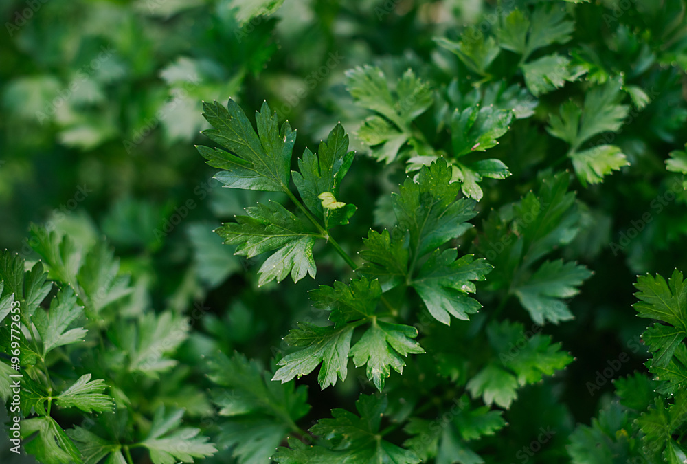 Parsley grows in the garden. Green leaves of parsley Parsley grows in the garden. Green leaves of parsley