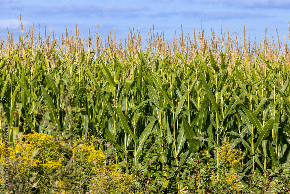 A field of tall ripening corn A field of tall ripening corn