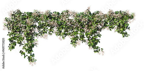 3D render ivy on transparent background