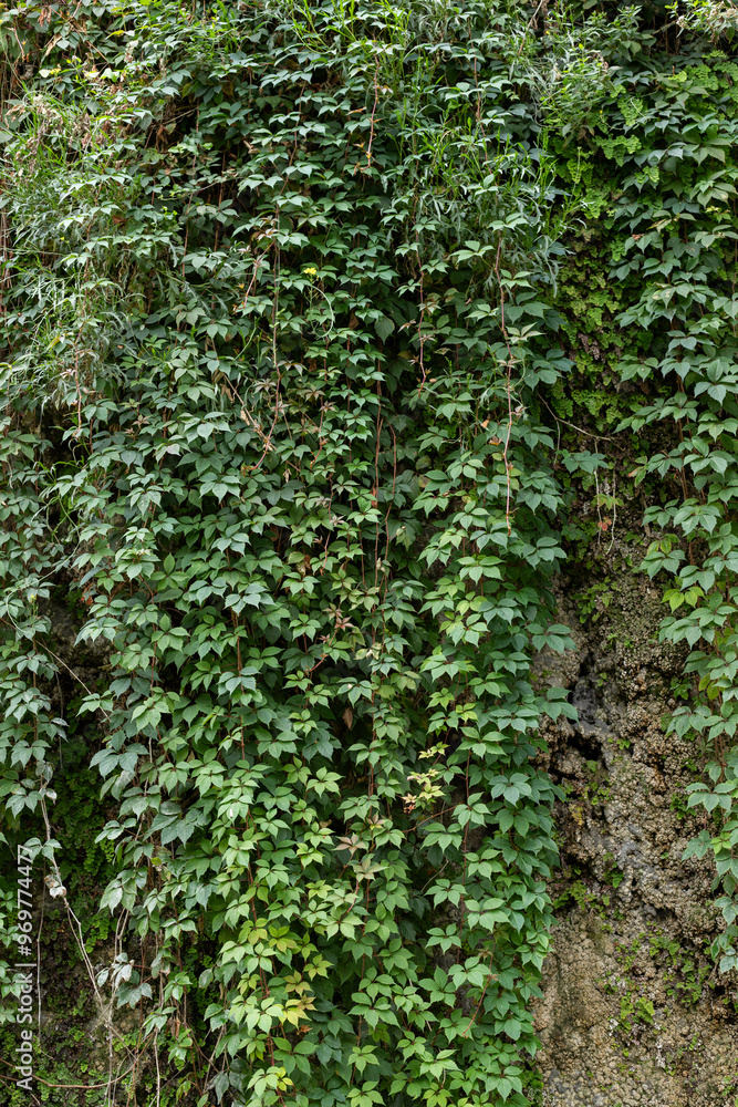 Obraz premium green wall of ivy leaves background, densely covering a rocky surface, nature gardening background