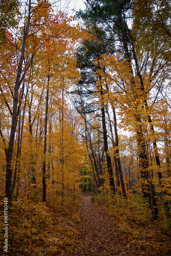 Path in the autumn forest with colorful trees and yellowed leaves. Toronto, Canada. 