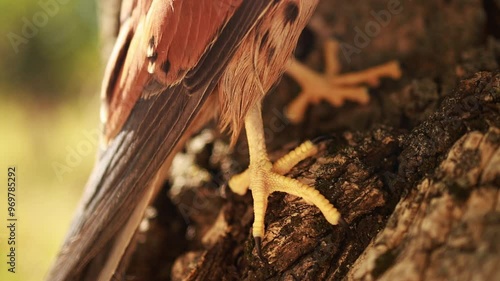 Paws of a kestrel falcon. photo