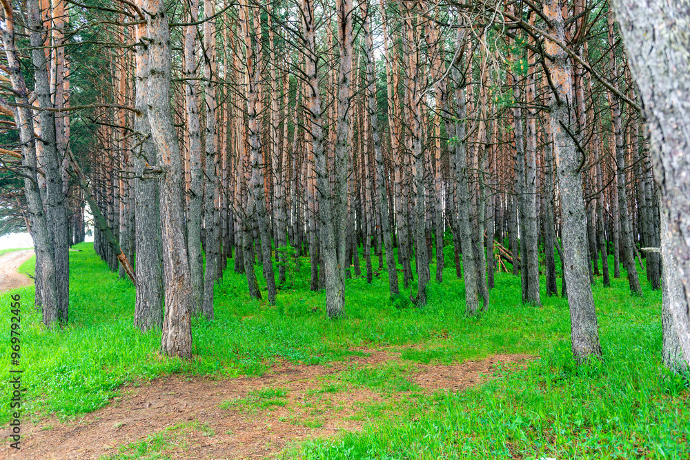 Fototapeta premium Beautiful pine forest on a fine summer day. Russia