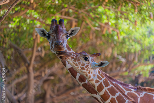 Photography portrait of two giraffes in nature