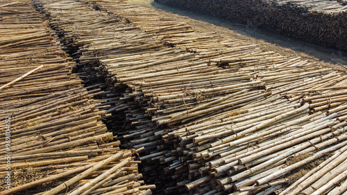 visão aérea de um estoque para a produção de papel e celulose industrial, com toras de madeira prontas para serem processadas na fábrica photo