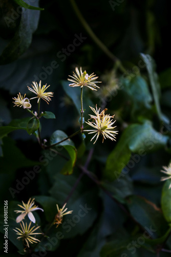 Clematis x Fargesioides otherwise known as Summer snow or Paul Farges and flowers from July to September green photo