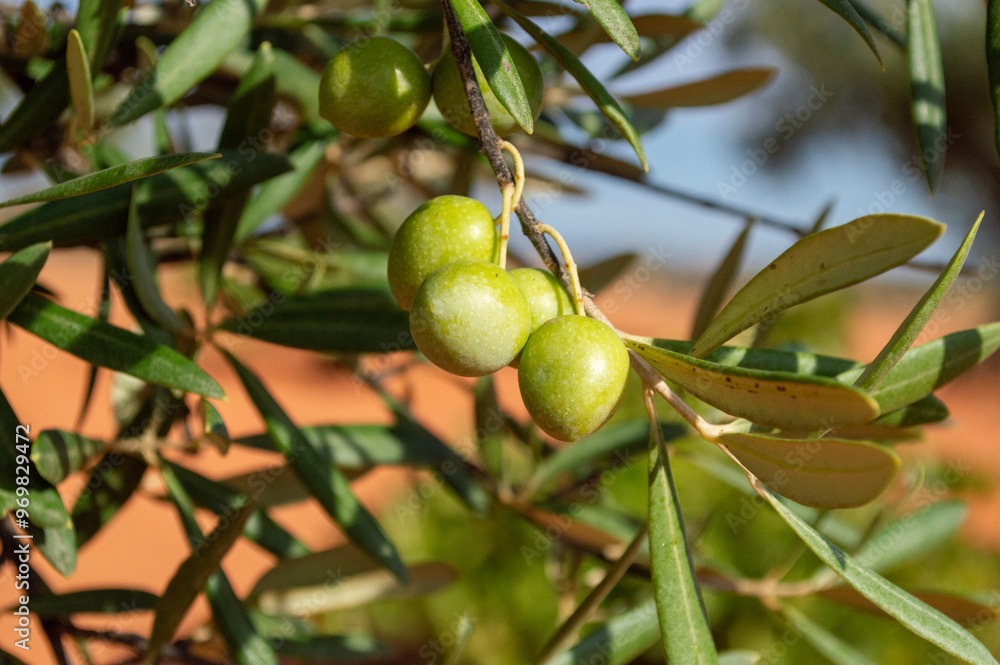Aceitunas verdes madurando, cosecha del olivar Aceitunas verdes madurando, cosecha del olivar