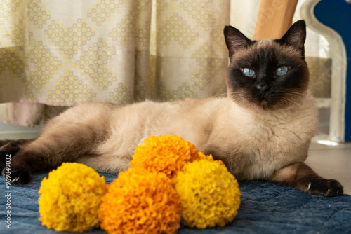 Siames cempasuchil marigold flower