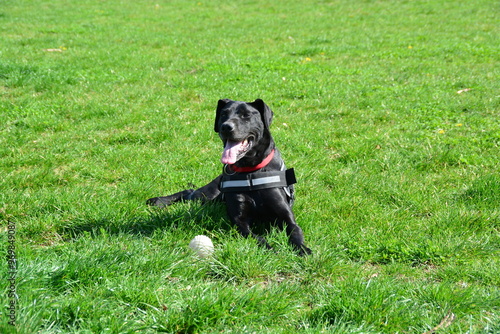 Beautiful black dog