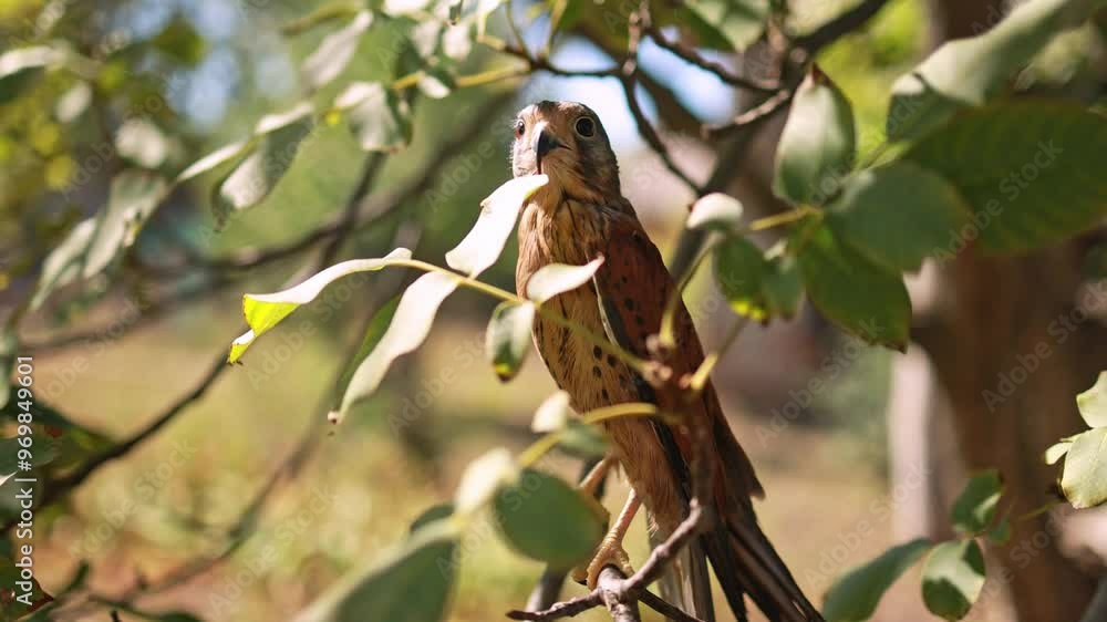A bird sits on an autumn tree.