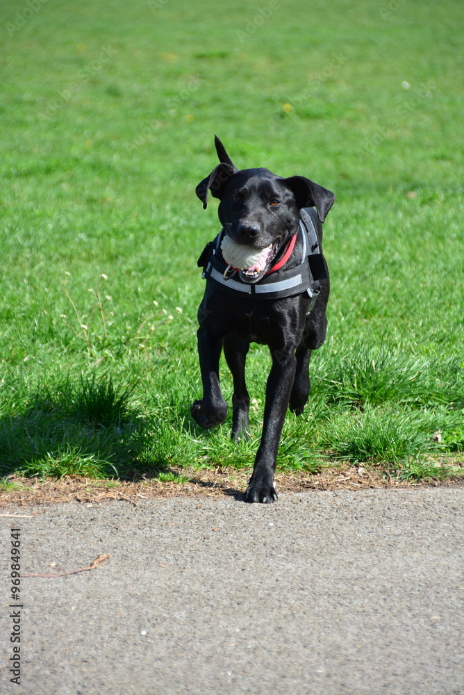 Beautiful black dog Beautiful black dog