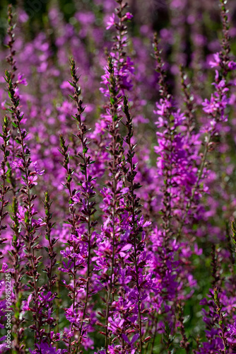 Closeup of flower spike of wand loosestrife (Lythrum virgatum 'Dropmore Purple') in a garden in summer