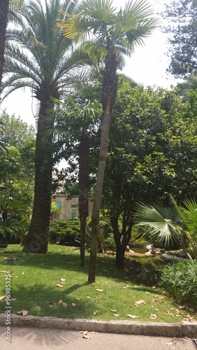 trees in the park