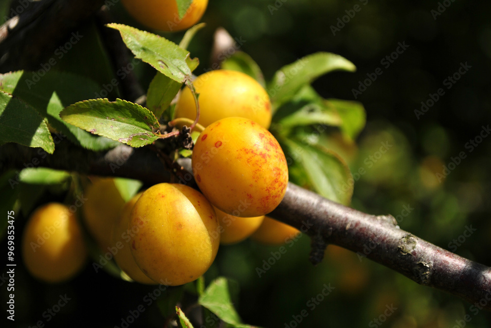 plums on tree