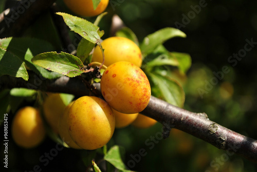 Obraz na płótnie plums on tree w salonie