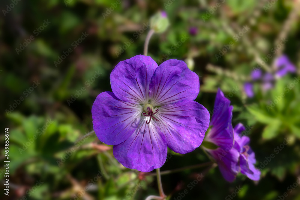 Closeup of a flower of Cranesbill (Geranium 'Azure Rush') in a garden in summer Closeup of a flower of Cranesbill (Geranium 'Azure Rush') in a garden in summer