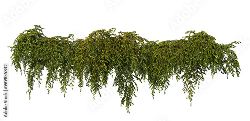 Fototapeta Naklejka Na Ścianę i Meble -  3D render ivy on transparent background