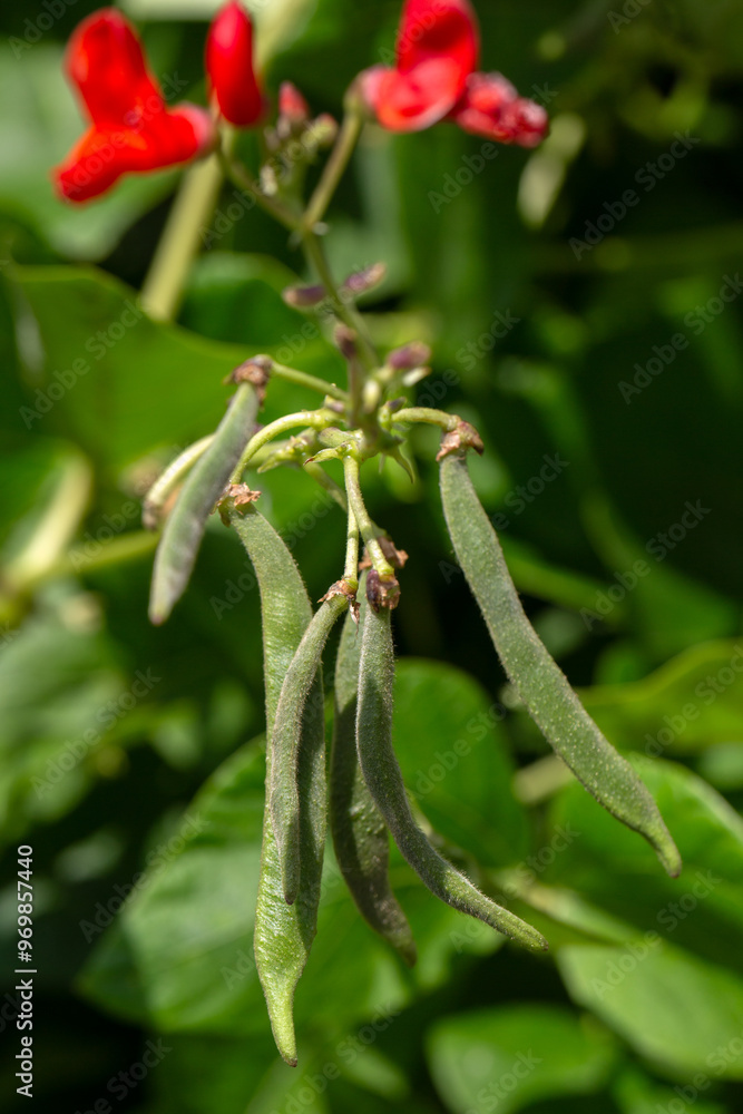Closeup of Runner Bean 'Kelvedon Marvel' growing on a vegetable patch in a garden Closeup of Runner Bean 'Kelvedon Marvel' growing on a vegetable patch in a garden