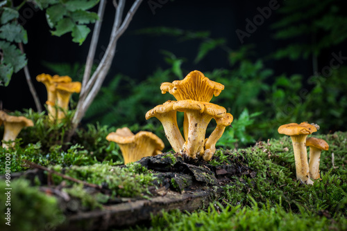 mushroom Cantharellus cibarius in the moss in the forest photo