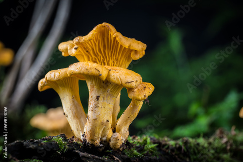 mushroom Cantharellus cibarius in the moss in the forest photo