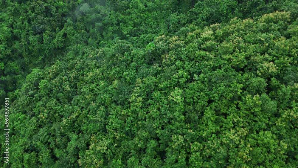 Aerial drone shot over primary Jungle tropical rain forest in Nan, Thailand. Aerial view, moving over a rainforest tree canopy in a slow pace beautiful green nature background of a tropical forest. Aerial drone shot over primary Jungle tropical rain forest in Nan, Thailand. Aerial view, moving over a rainforest tree canopy in a slow pace beautiful green nature background of a tropical forest.