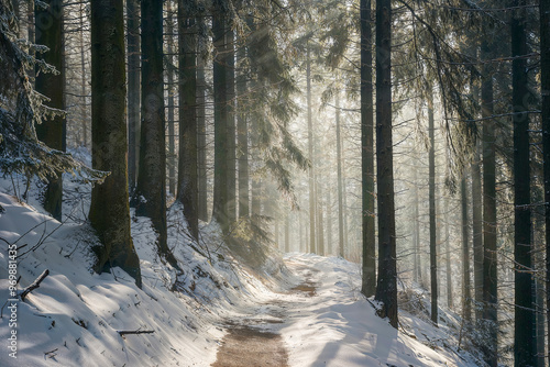 A tranquil snow-covered forest path illuminated by sun rays in a winter setting.