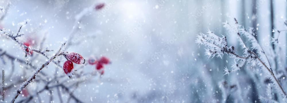 frost covered rosehip bush with red berries in winter fog during snowfall frost covered rosehip bush with red berries in winter fog during snowfall