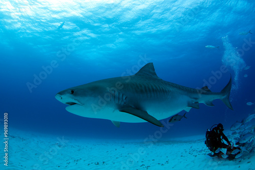 Tiger Shark (Galeocerdo cuvier) over Sand Bottom. Tiger Beach, Bahamas
