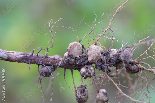 Fotografía Nodules of soybean roots
