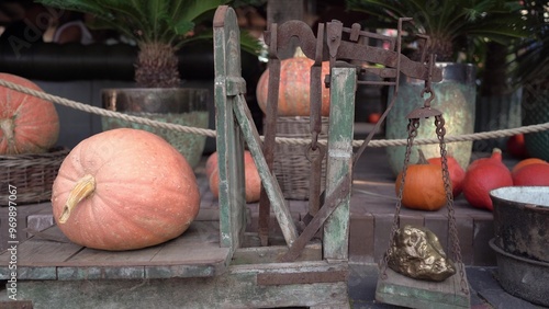 Pumpkin on scales with gold. Pumpkin Harvest Festival. Seasonal market.