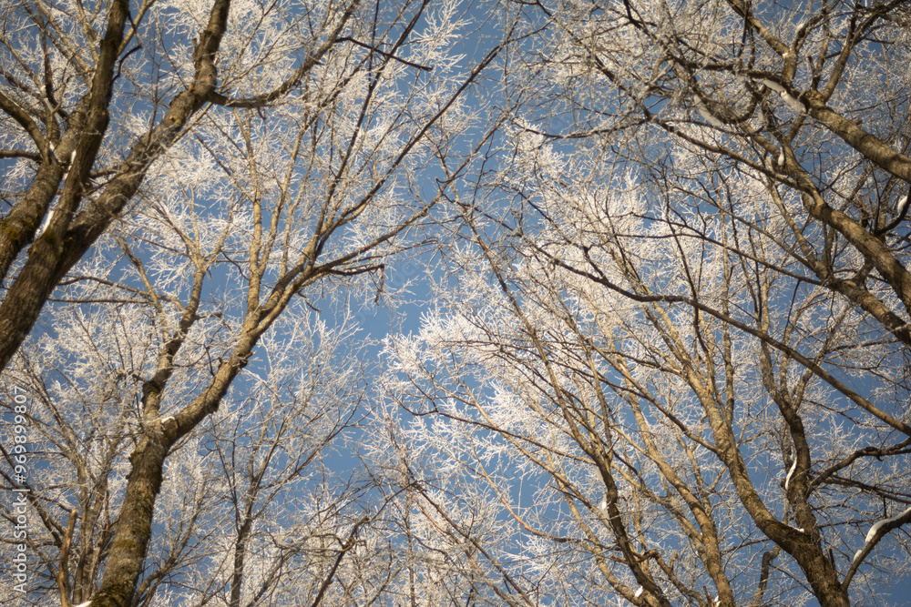 Forest in frost. Trees in the snow. Sunny day in winter. Forest in frost. Trees in the snow. Sunny day in winter.