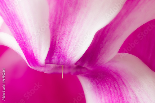 Colorful close-up of a delicate Cyclamen persicum flower with soft focus