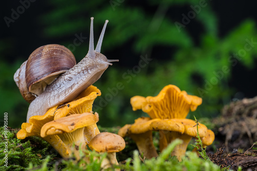 garden snail on moss in forest with mushroom photo