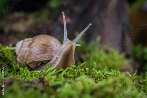 garden snail on moss in forest with mushroom photo