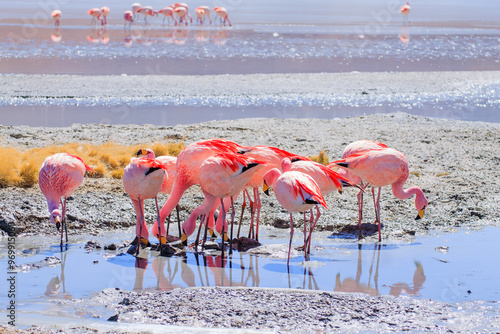 Laguna Hedionda flamingos, Bolivia photo