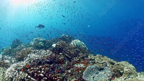 Colorful marine life thrives around coral formations as sunlight filters through crystal-clear waters in Fiji, creating mesmerizing underwater panorama.